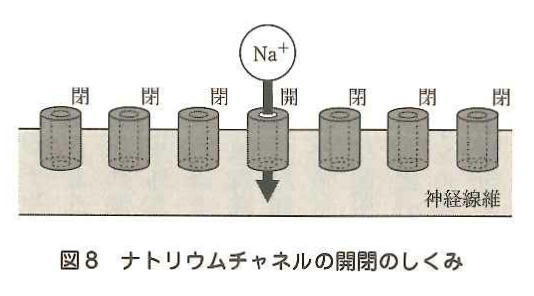 ナトリウムチャンネル
