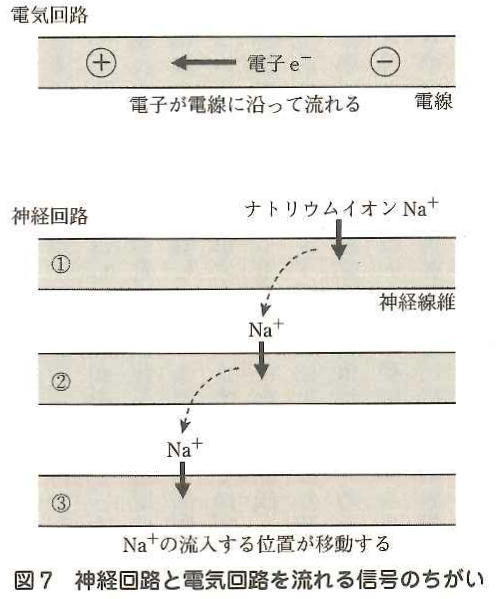 神経回路を流れる信号