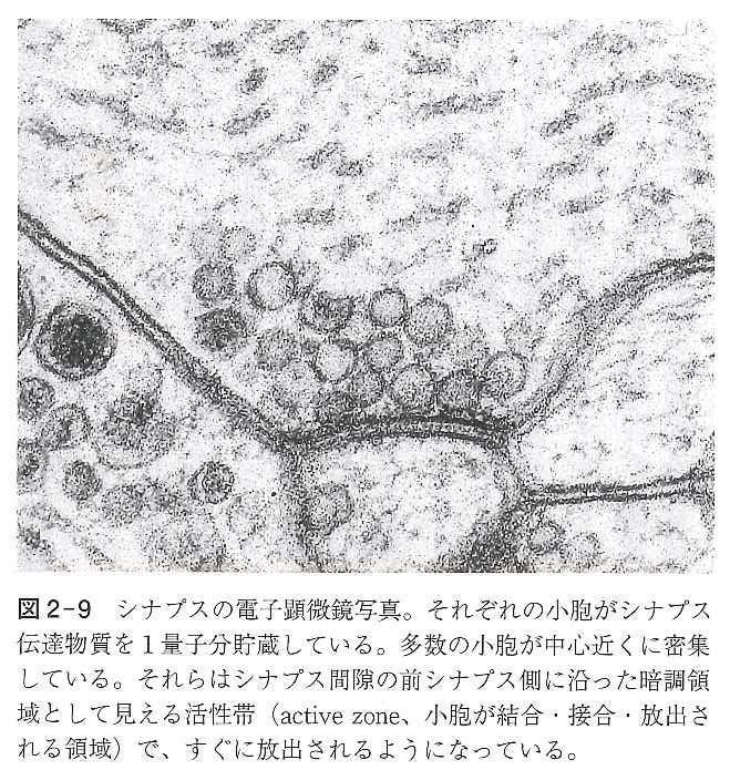 シナプスの電子顕微鏡写真