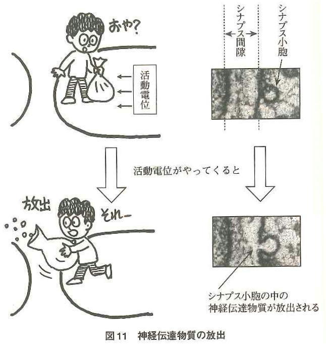 神経伝達物質の放出