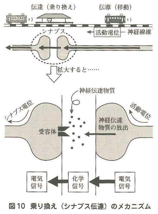 シナプス伝達のメカニズム