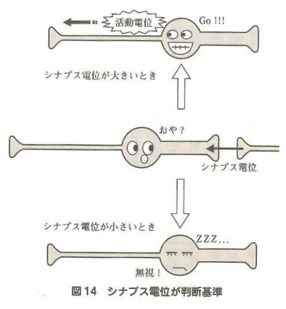 シナプス電位が判断基準