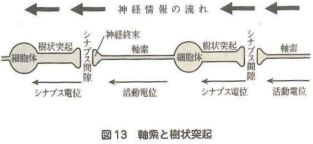 軸索と樹状突起