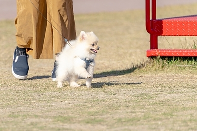 ウンチは自宅に持ち帰りましょう