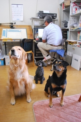 週の半分は愛犬も一緒に出勤。有限会社　住マイルのオフィス風景