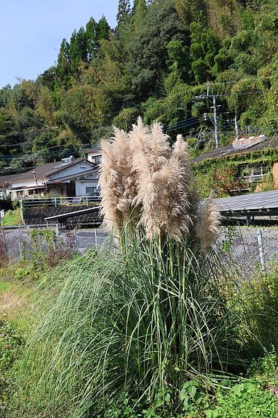 アートな朝地町