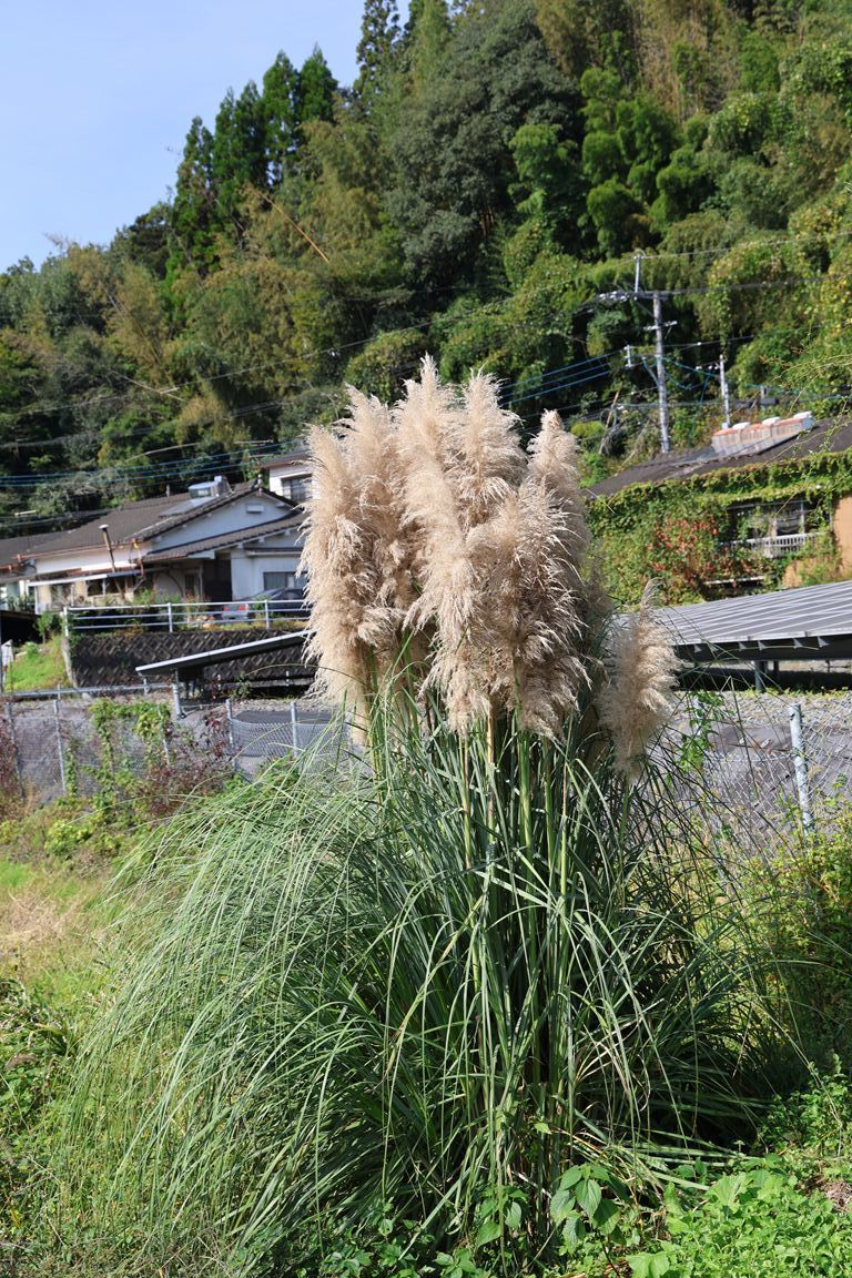 道端の草 道端の草