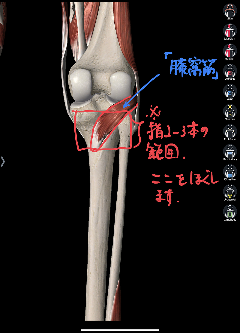 膝窩筋