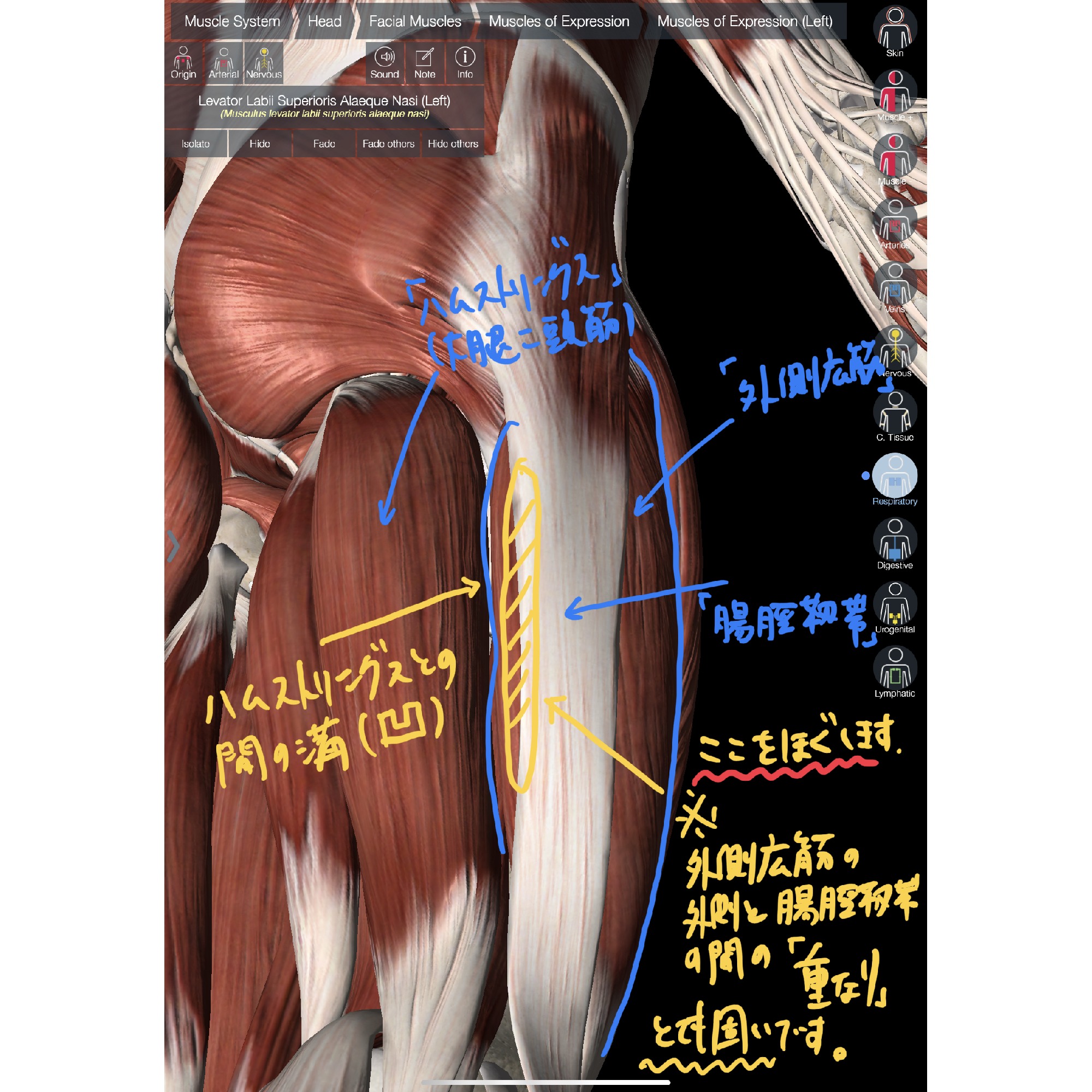股関節の痛みを改善する方法 外側広筋編 理学療法士 安部元隆 マイベストプロ大分