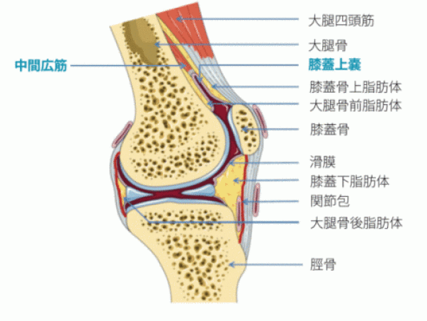 膝関節の痛みを改善する方法 膝蓋靭帯編 理学療法士 安部元隆 マイベストプロ大分