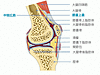 膝関節の痛みを改善する方法（膝蓋靭帯編）
