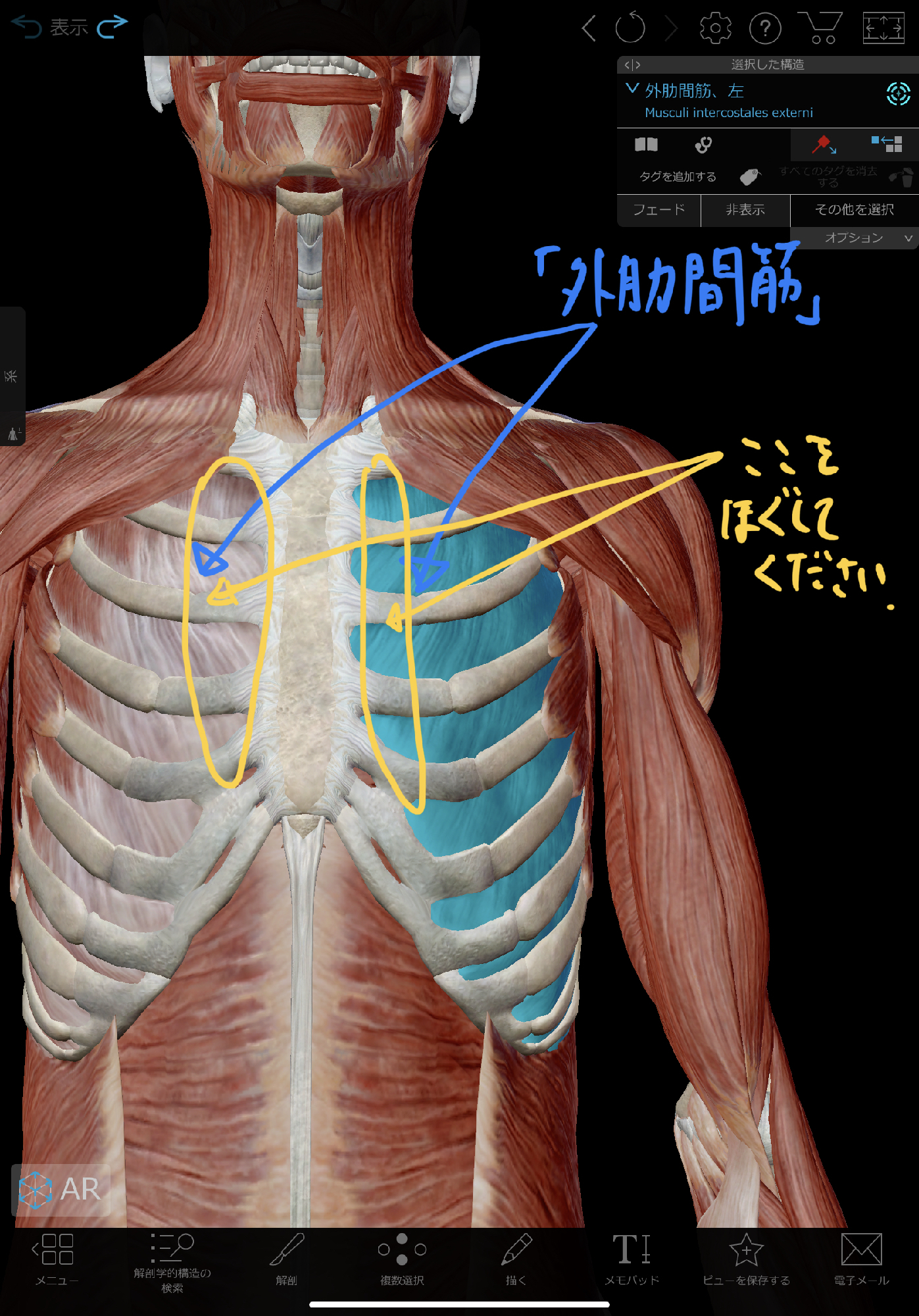 硬まった胸郭をほぐす方法 外肋間筋リリース 理学療法士 安部元隆 マイベストプロ大分