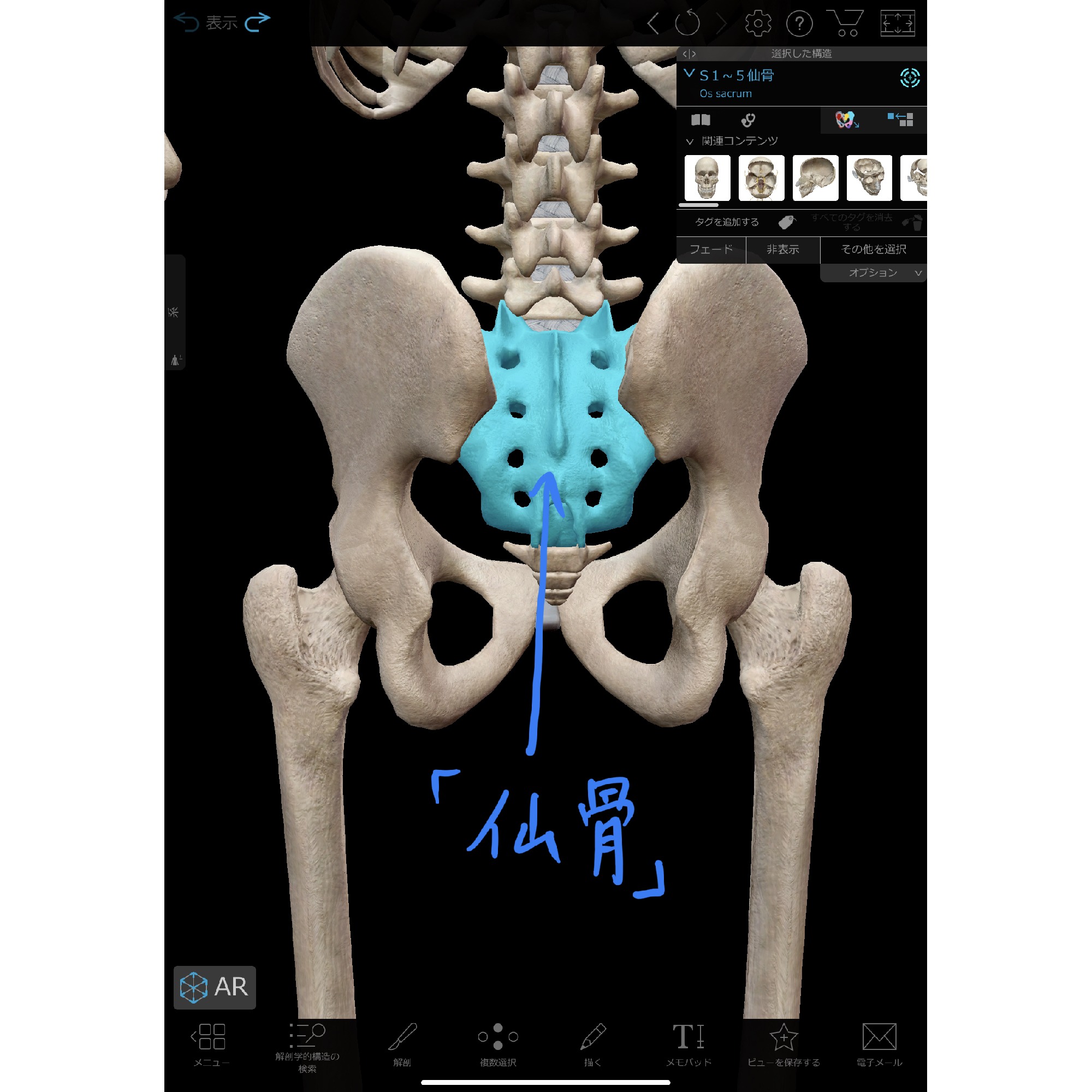 仙骨の動きを改善し 腰痛を緩和する方法 理学療法士 安部元隆 マイベストプロ大分
