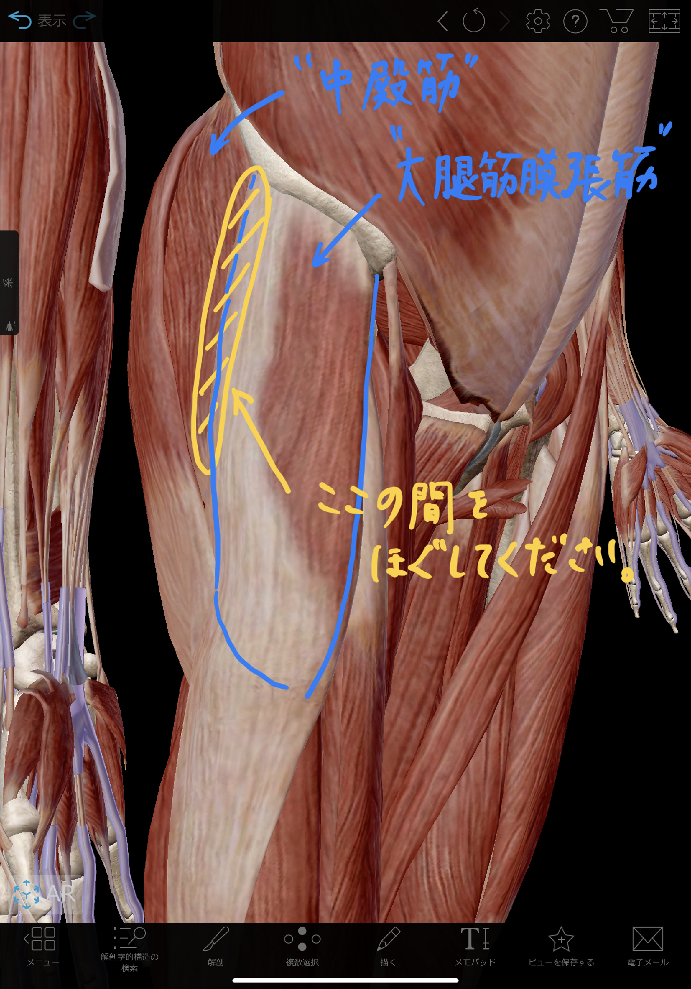 腰痛 坐骨神経痛を改善する 大腿筋膜張筋ー中殿筋 筋間リリース 理学療法士 安部元隆 マイベストプロ大分