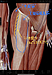 腰痛、坐骨神経痛を改善する「大腿筋膜張筋ー中殿筋、筋間リリース」