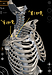 首の痛みが改善する「肋骨調整法」