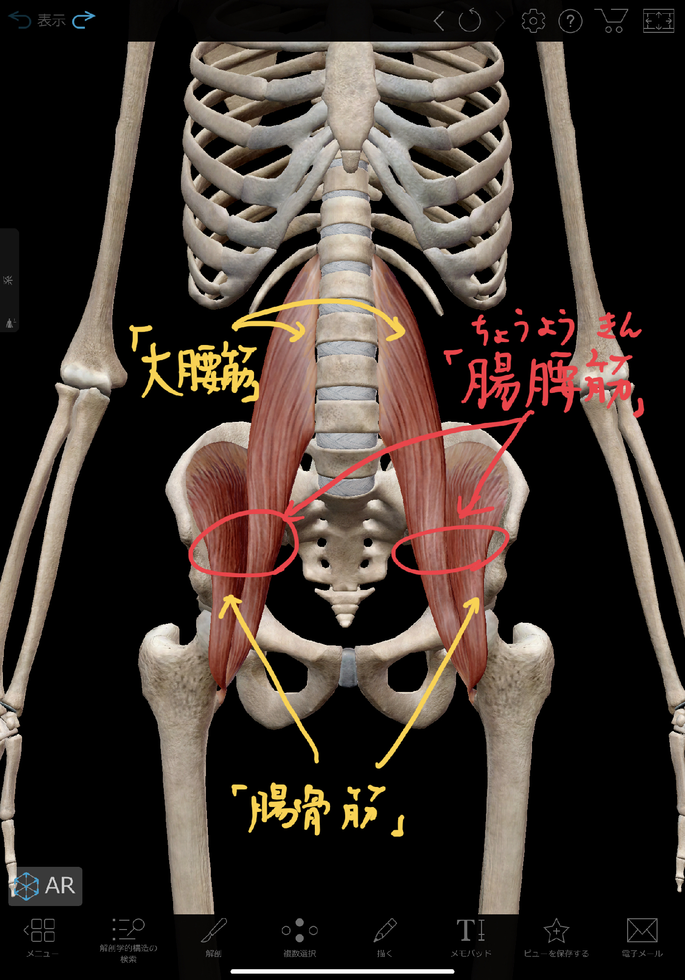 腰痛に効く 座ったままできる 股関節ストレッチ方法 腸腰筋編 理学療法士 安部元隆 マイベストプロ大分