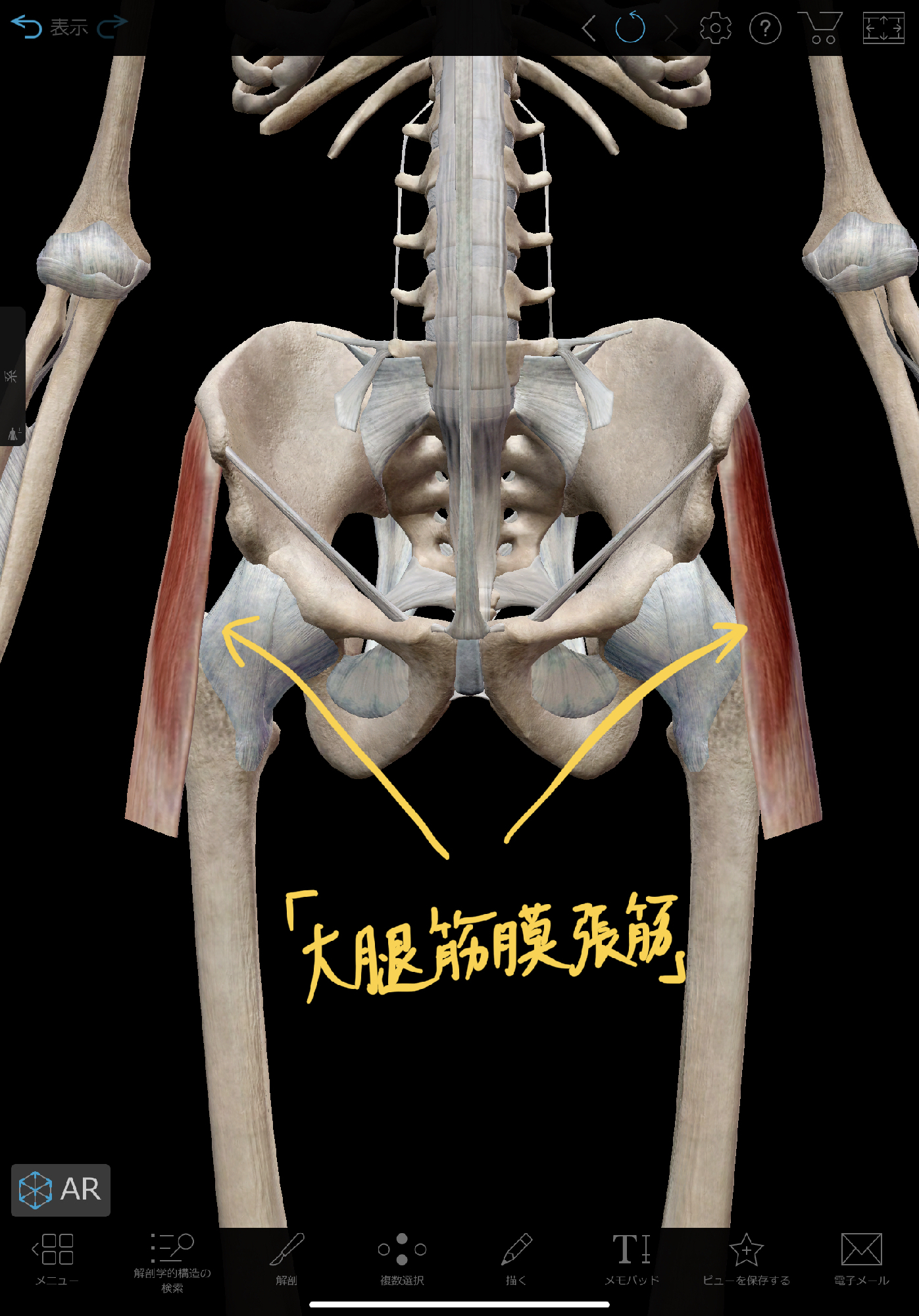お尻が痛い時の対処法 大腿筋膜張筋リリース 理学療法士 安部元隆 マイベストプロ大分
