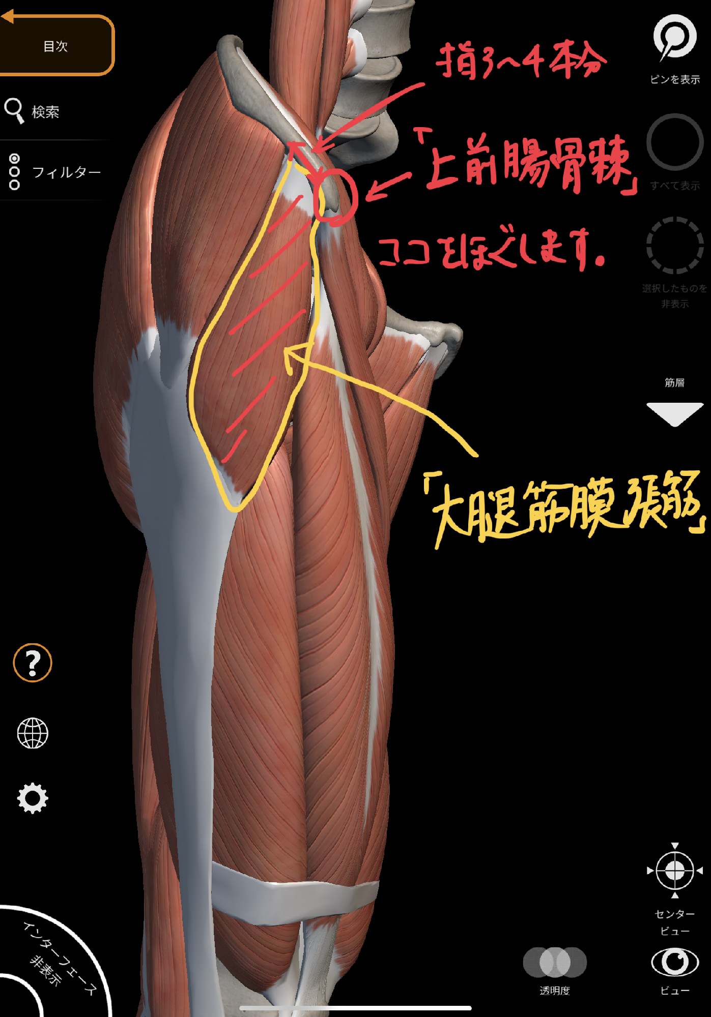 お尻が痛い時の対処法 大腿筋膜張筋リリース 理学療法士 安部元隆 マイベストプロ大分