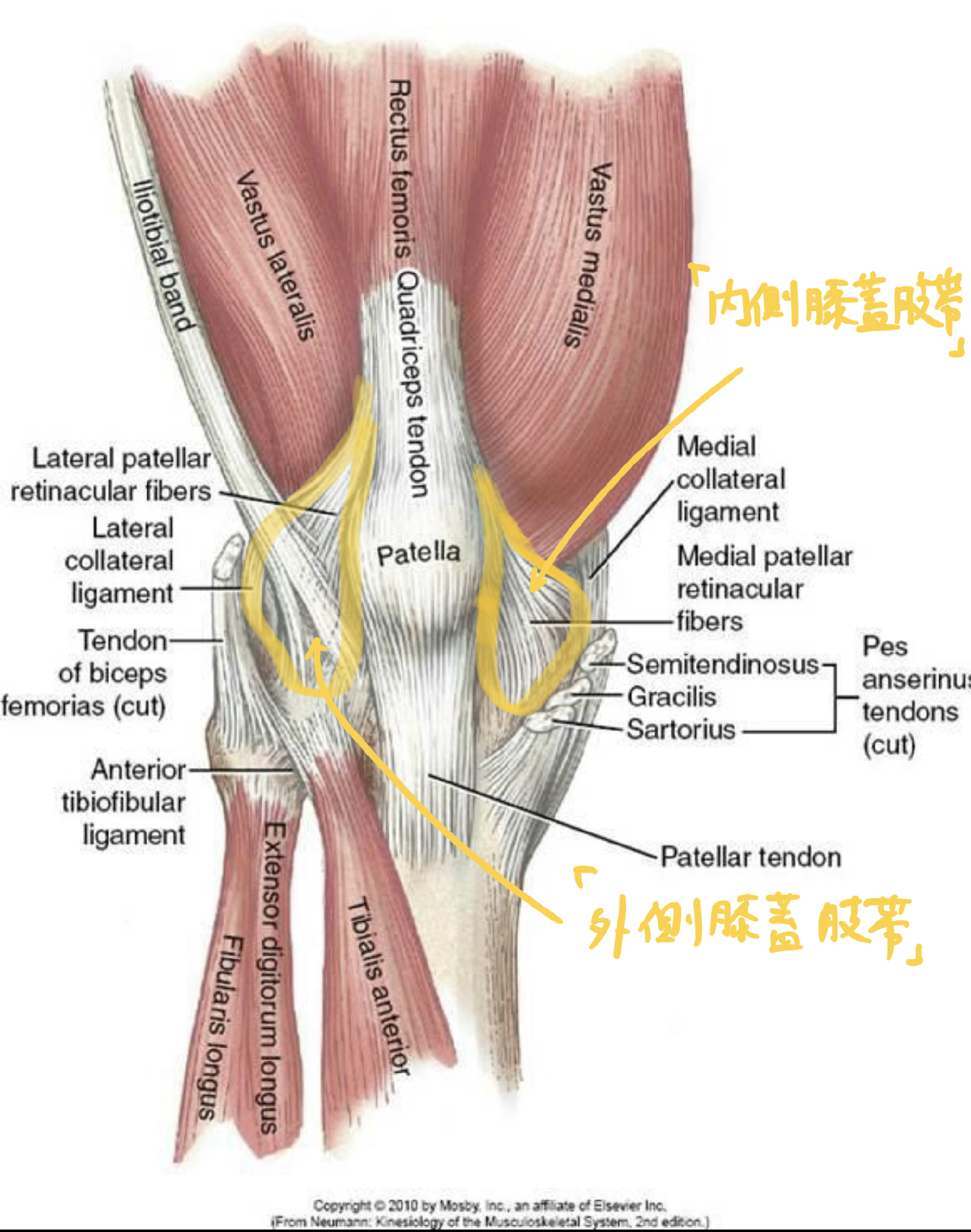 膝 の 解剖 図