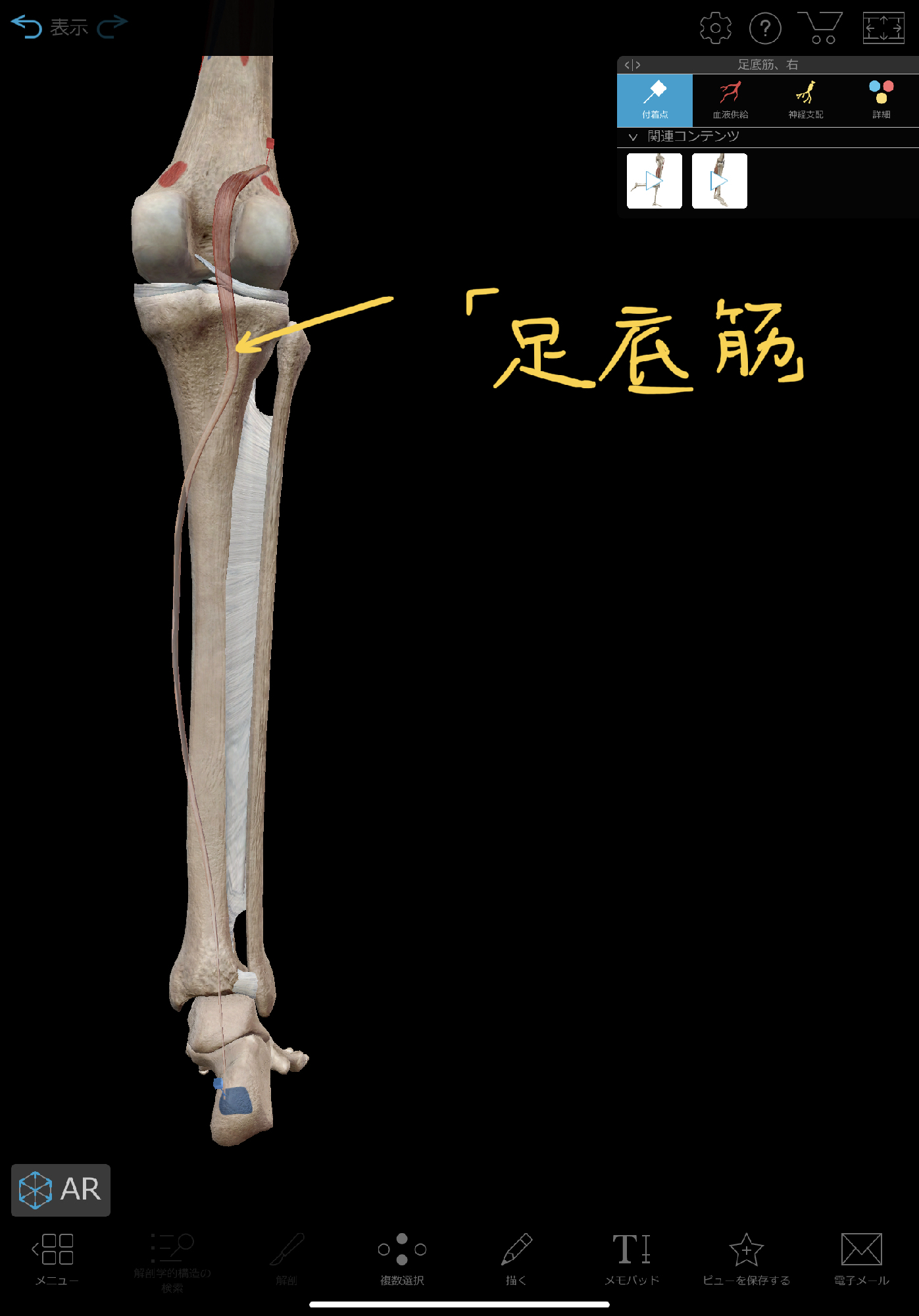 膝裏の痛みを改善する 足底筋リリース 理学療法士 安部元隆 マイベストプロ大分