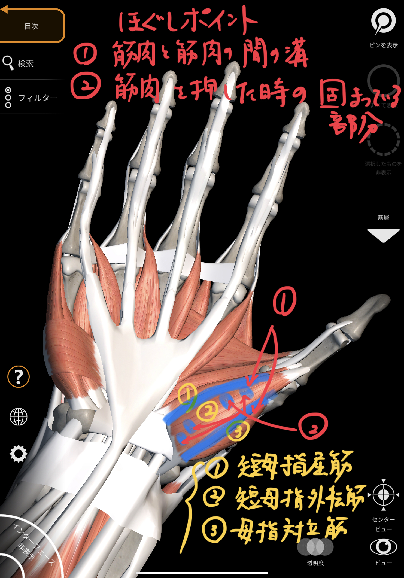 親指の痛みを改善する 母指球筋リリース 理学療法士 安部元隆 マイベストプロ大分