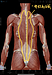 腰痛を改善する「脊柱起立筋リリース」