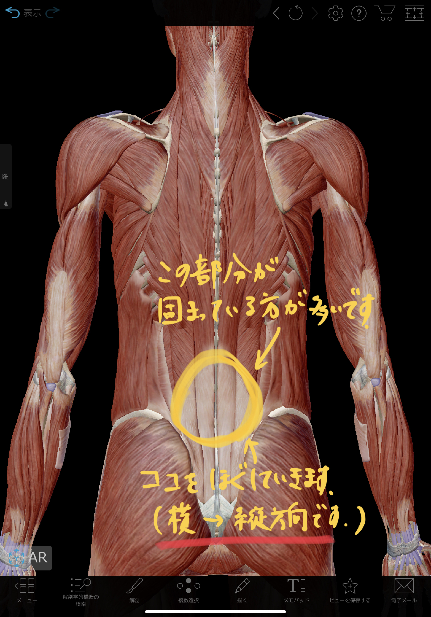 背骨 の 横 の 筋肉 こり