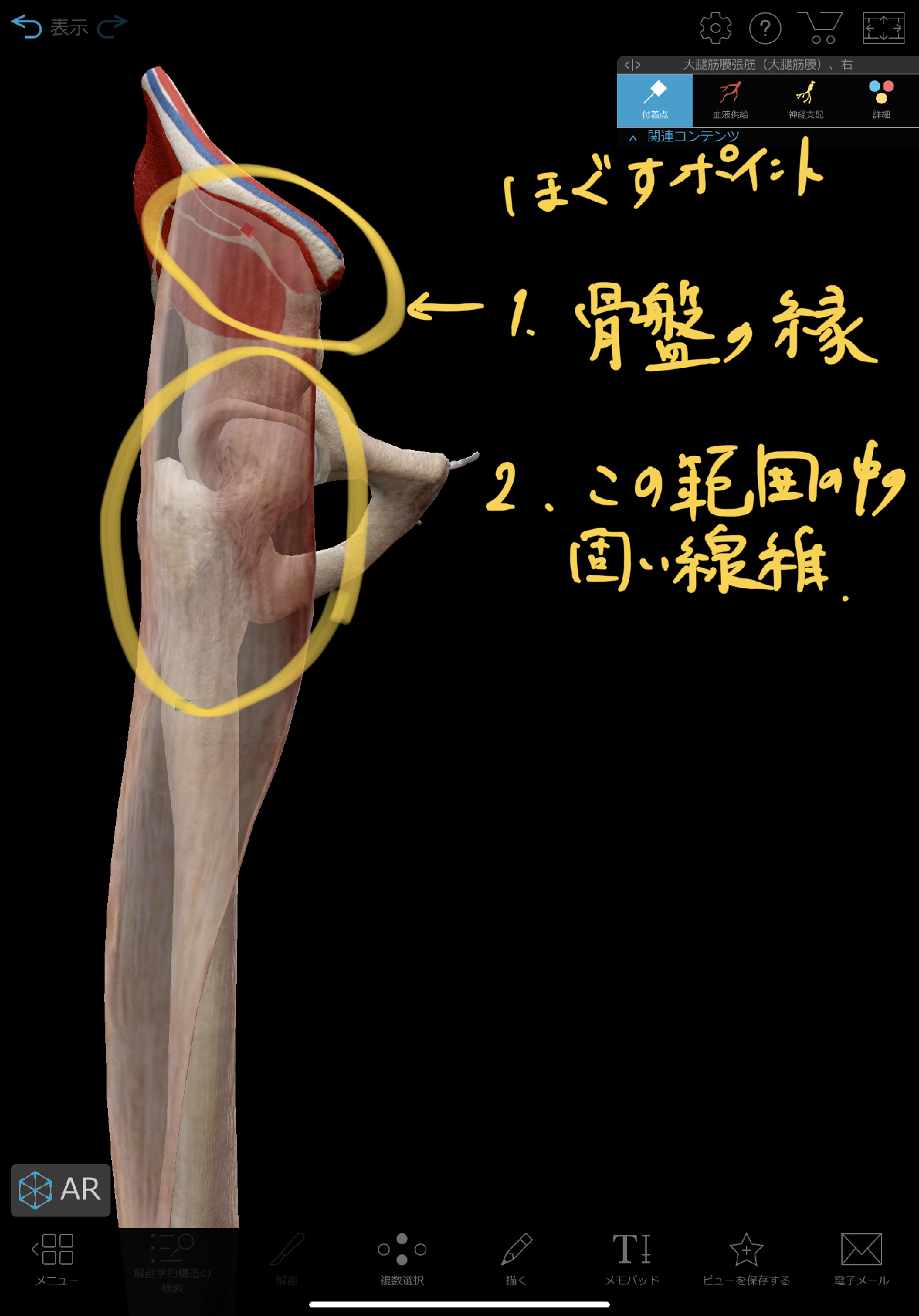 股関節のつまりを改善する 大腿筋膜張筋リリース 理学療法士 安部元隆 マイベストプロ大分