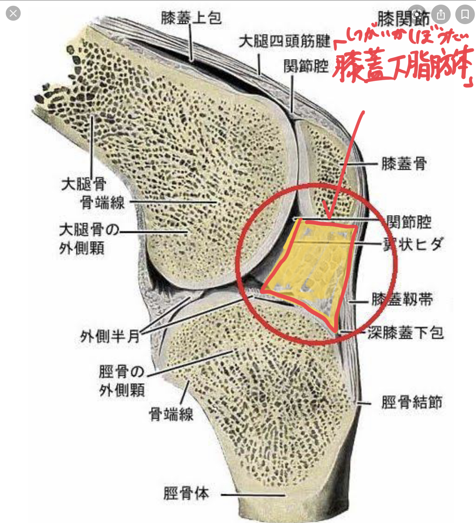 膝の痛みを改善する 膝蓋下脂肪体リリース 理学療法士 安部元隆 マイベストプロ大分
