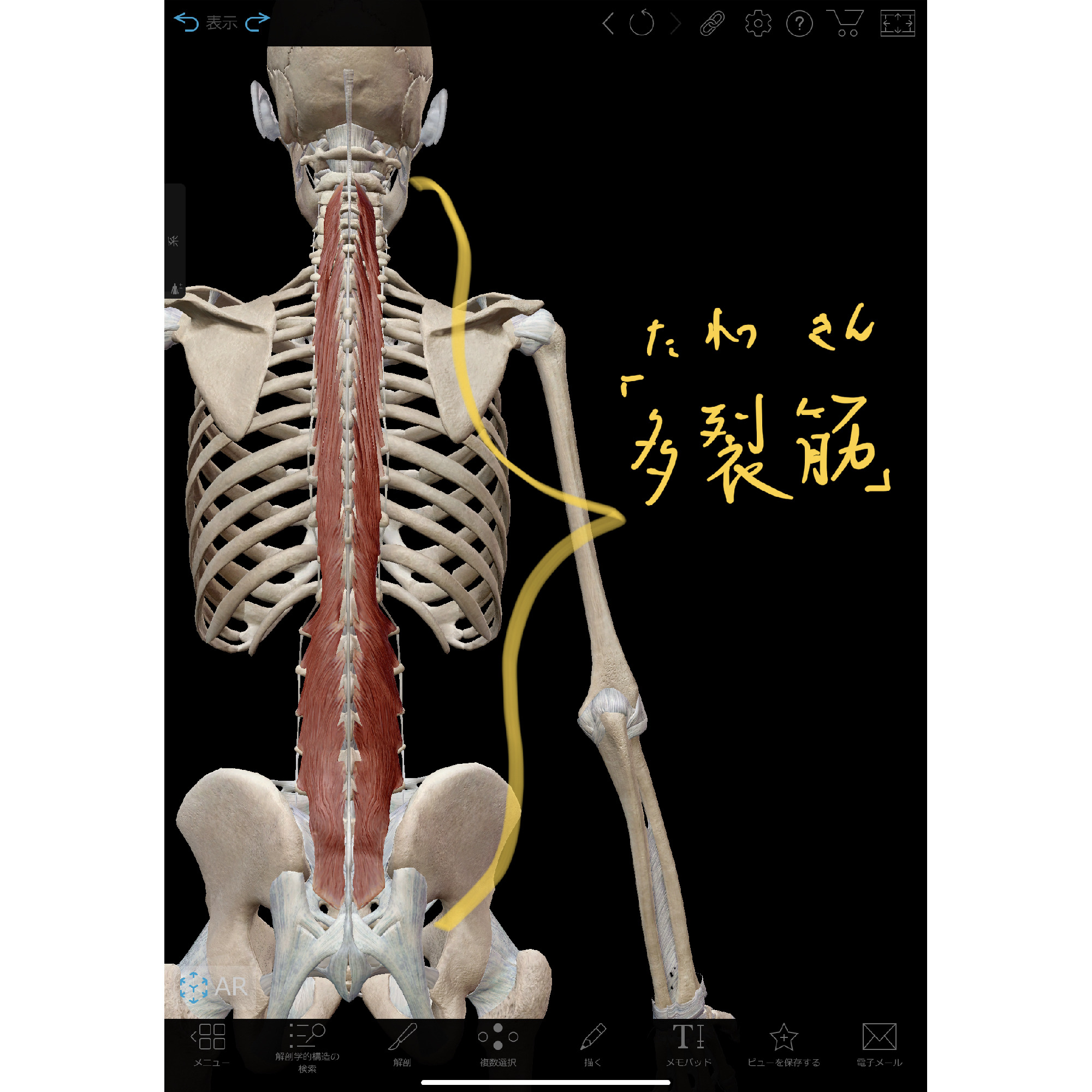 腰痛を改善する「多裂筋体操」 :理学療法士 安部元隆 [マイベストプロ大分]