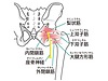 お尻の痛み（坐骨神経痛）を改善する「股関節外旋六筋ストレッチ」