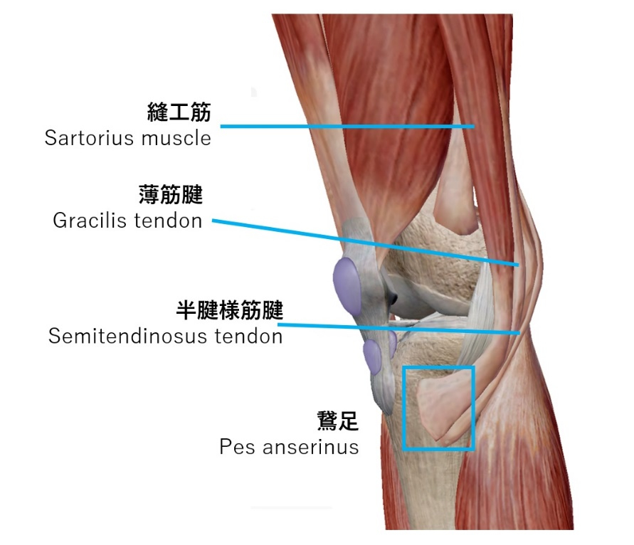 膝の内側が痛い...鵞足炎に対する対処法 :理学療法士 安部元隆 [マイベストプロ大分]