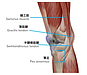 膝の内側が痛い...鵞足炎に対する対処法