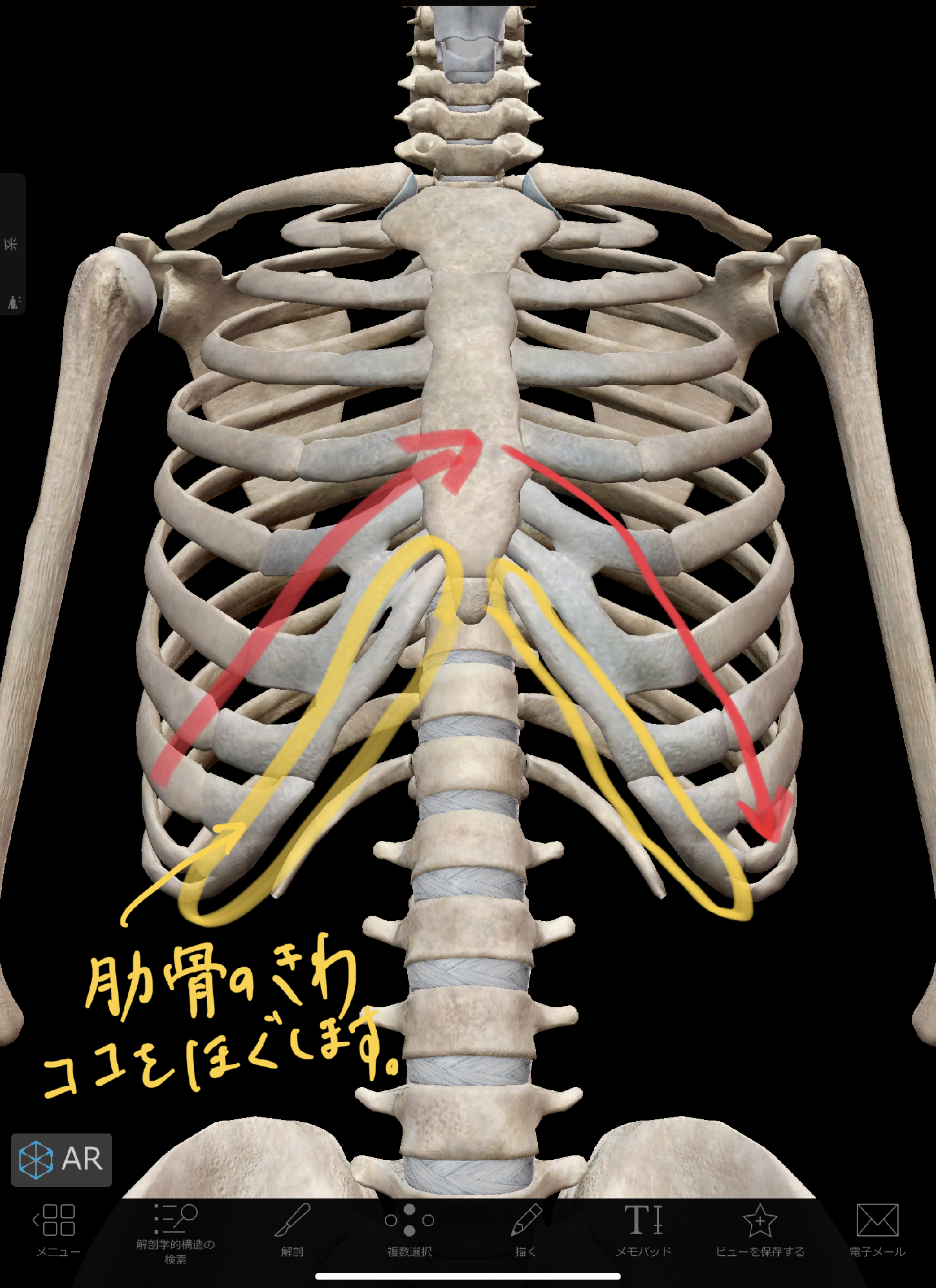 肋骨の出っ張りの原因は 固まった横隔膜 理学療法士 安部元隆 マイベストプロ大分