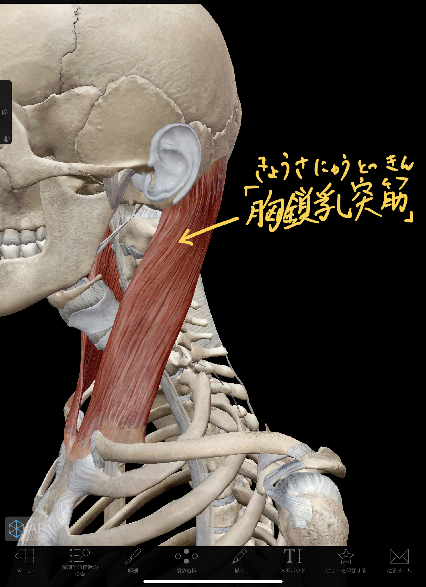 首を横に回す時の痛みを解消する 胸鎖乳突筋リリース 理学療法士 安部元隆 マイベストプロ大分