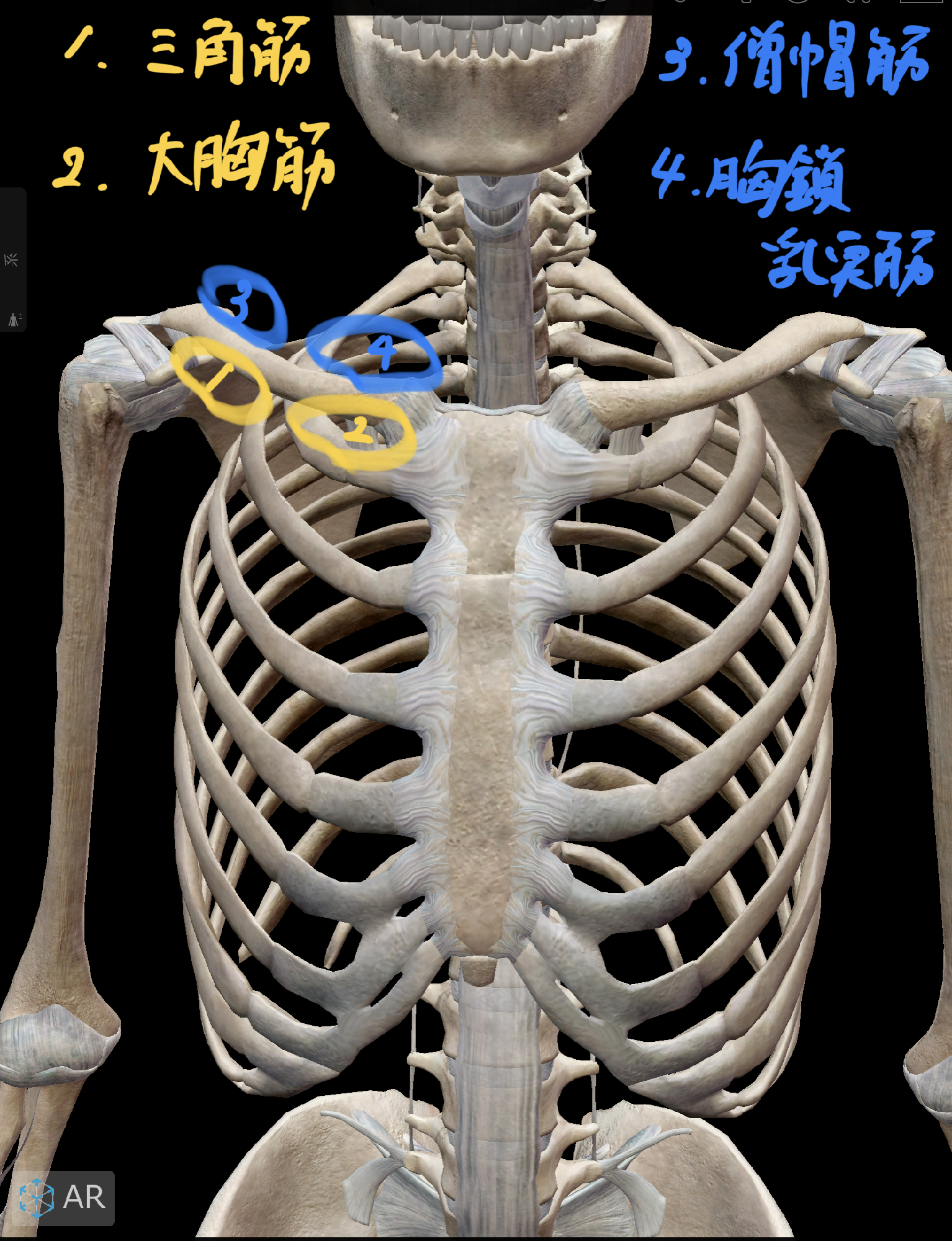 肩のつまりを解消する 鎖骨リリース 理学療法士 安部元隆 マイベストプロ大分