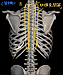 ガチガチの肋骨を緩める「肋横突関節リセット」