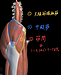 股関節のネジレを改善し、股関節のつまりや痛みを解消する方法