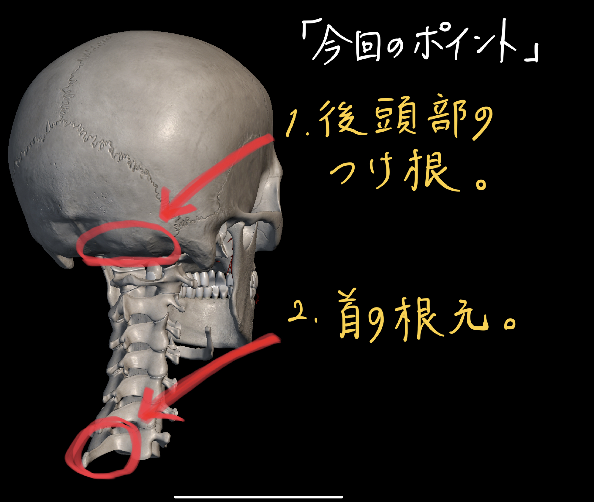 首 の 後ろ の 骨