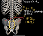 固まった骨盤、仙骨の動きを開放し、 腰痛を改善するエクササイズの方法