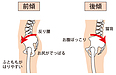 股関節の痛みや動きを改善するには、骨盤の動きがメッチャ大事。