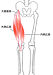 膝の痛みを予防・改善するオススメエクササイズ。