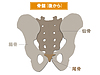背骨を効率よく使うためには「仙腸関節」の動きが必要。「仙腸関節」動かせていますか？
