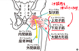 坐骨神経痛を改善するためには、この筋肉のストレッチも重要。