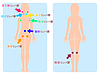「鼠径リンパの流れ」を改善するためのマッサージポイント