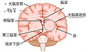 人間の生命活動の司令塔「脳」について