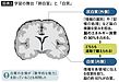 脳ってどんな働きをしているの？「大脳」の「大脳髄質」編