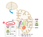脳ってどんな働きをしているの？「大脳」の「大脳基底核」編