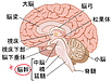 知られざる脳のパワースポット「脳幹の秘密」